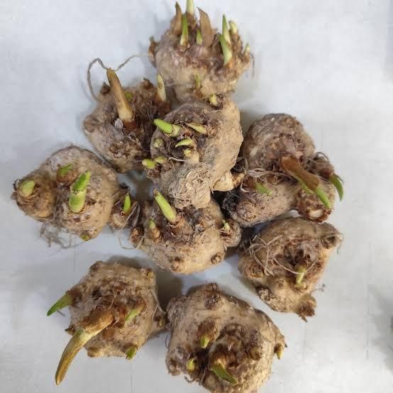 2 Bulbs Calla Lily Seeds